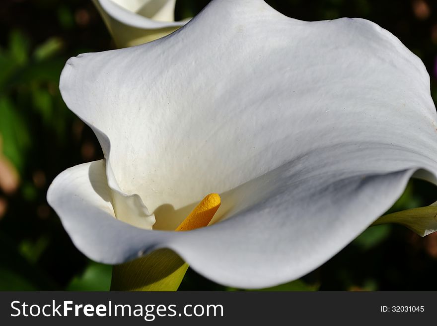 Close up of beautiful white Arum Lily