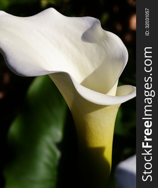 Close up of beautiful white Arum Lily