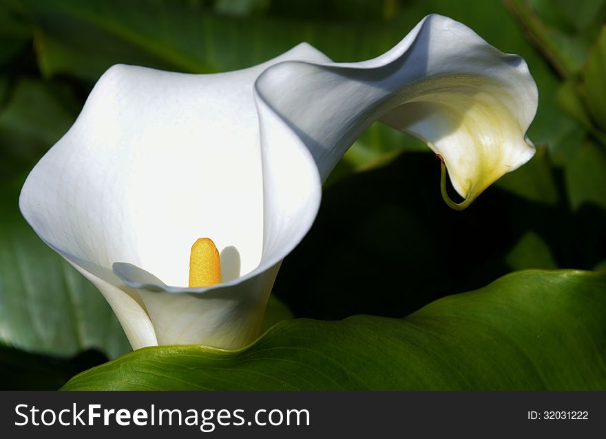 Close up of beautiful white Arum Lily