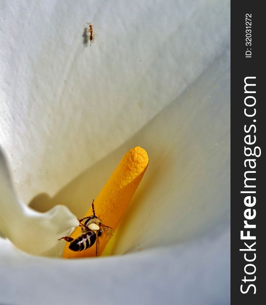 White arum lily with bee