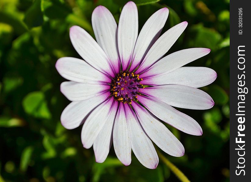 Close up of beautiful white Gazania flower in bright sunlight. Close up of beautiful white Gazania flower in bright sunlight