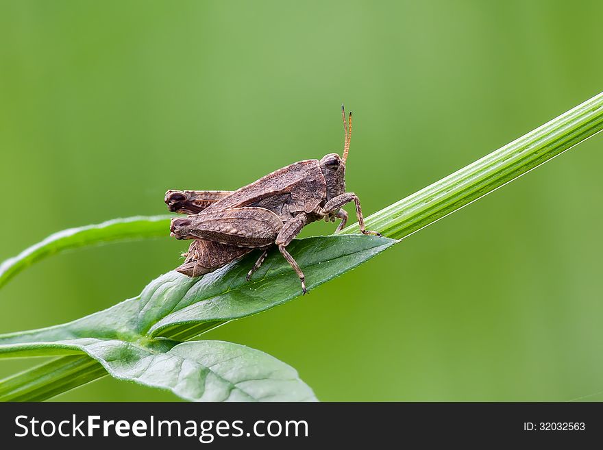 Little pygmy grasshopper in grass.