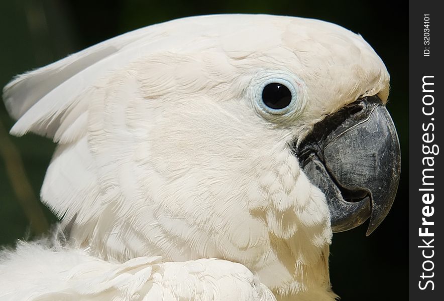 White Cockatoo parrot