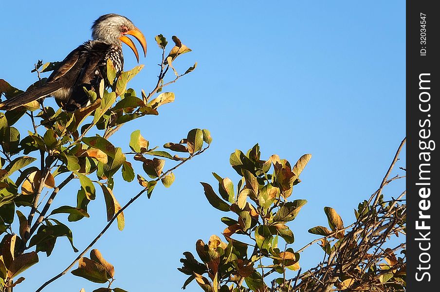 Yellow billed horn-bill