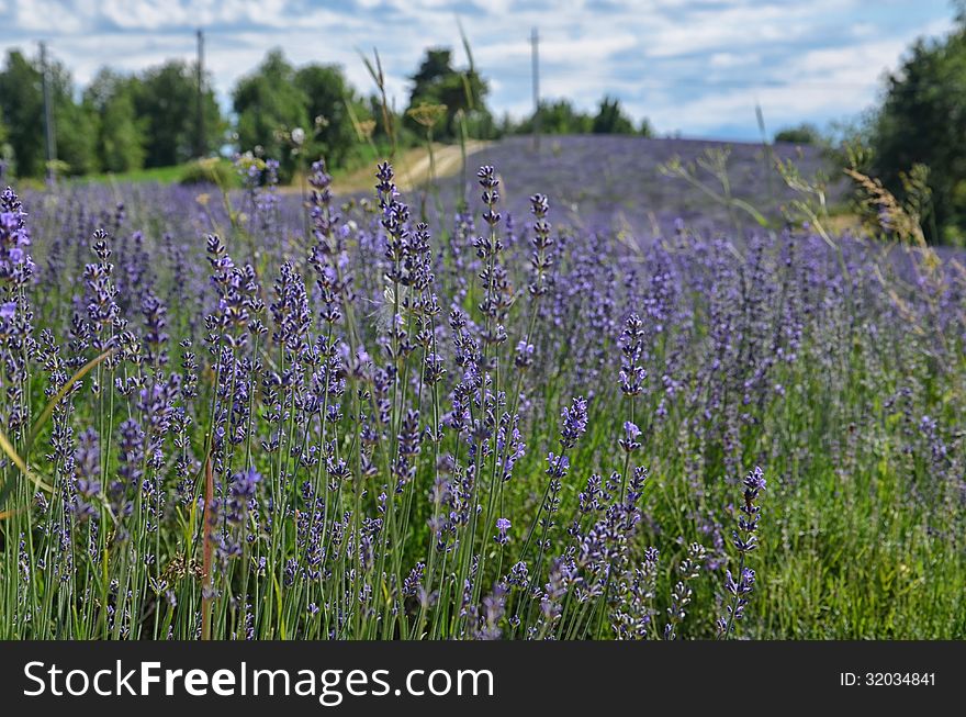 Lavender Field in Piedmont, Langhe Region, Italy. Lavender Field in Piedmont, Langhe Region, Italy
