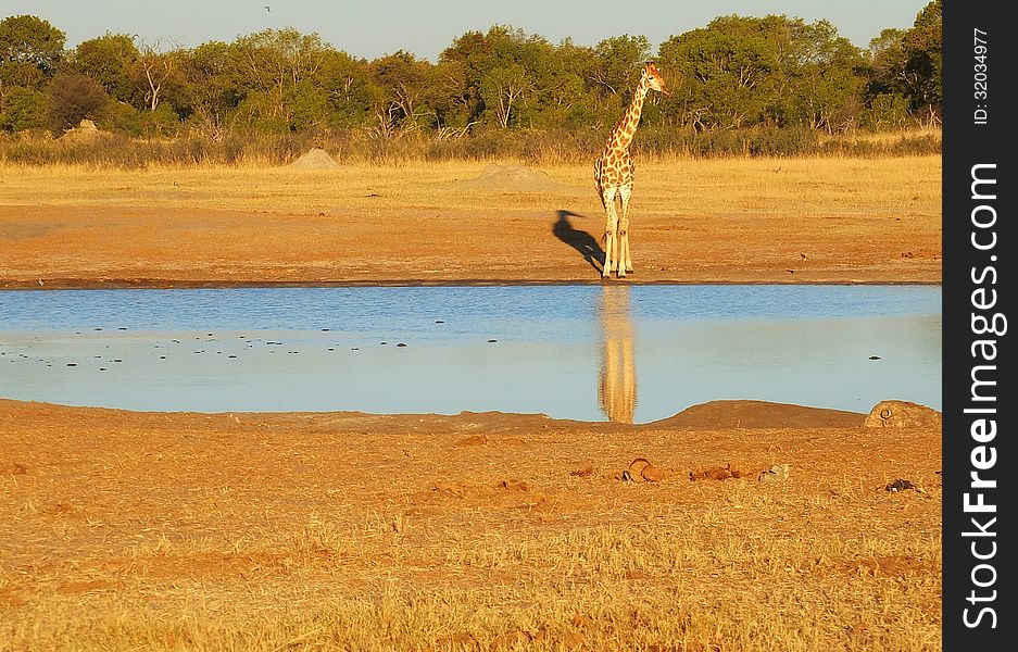 Giraffe At The Waterhole