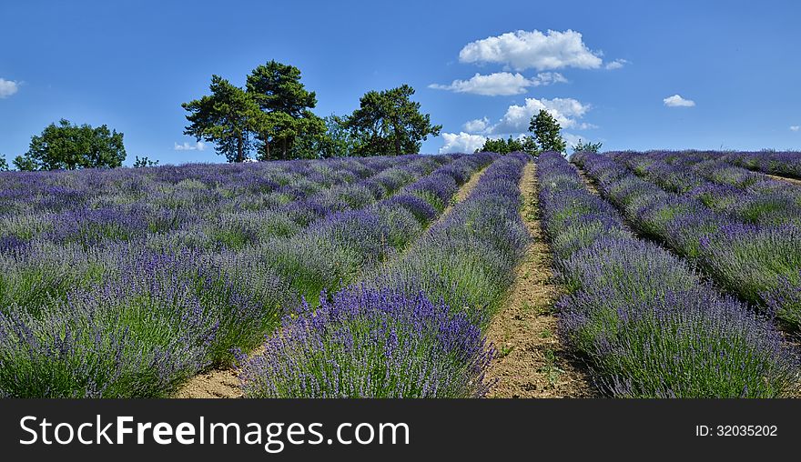 Lavender Field in Piedmont, Langhe Region, Italy. Lavender Field in Piedmont, Langhe Region, Italy