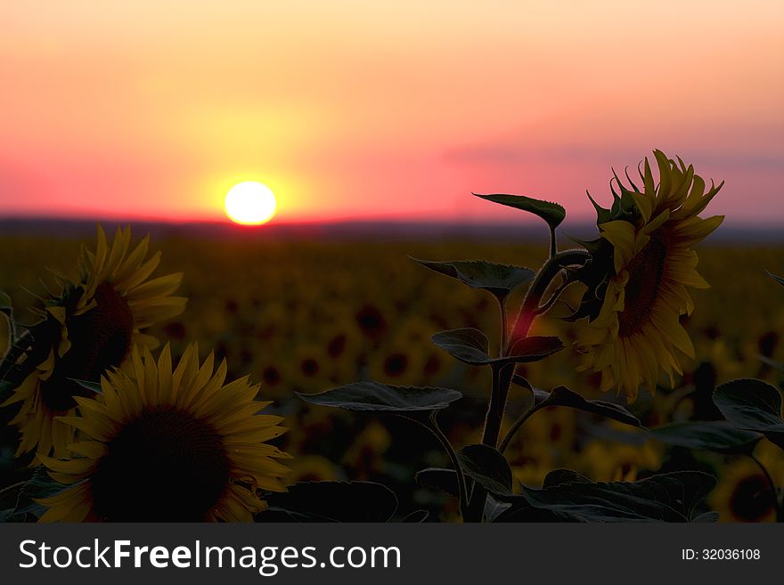 Sunflower field against the evening sky. Sunflower field against the evening sky