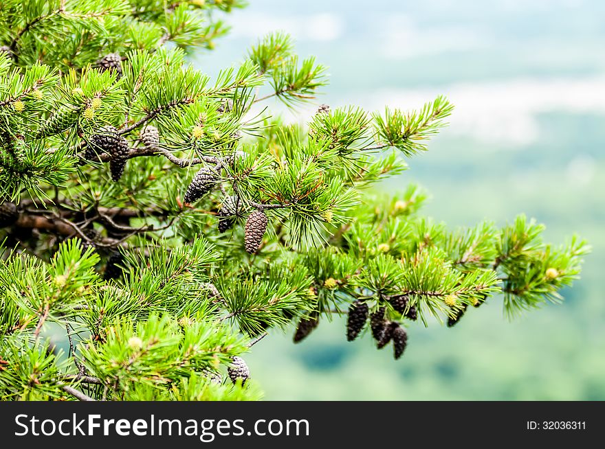 Pine cones on branches