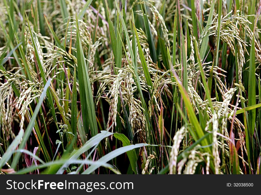 Rice crops ready for harvest