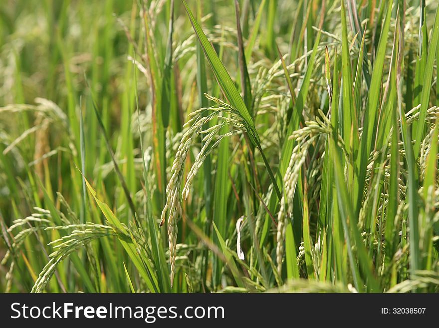 Rice crops ready for harvest