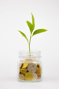 Plant And Coins In Glass Jar Stock Photo Plant And Coins In Glass Jar Stock Photo