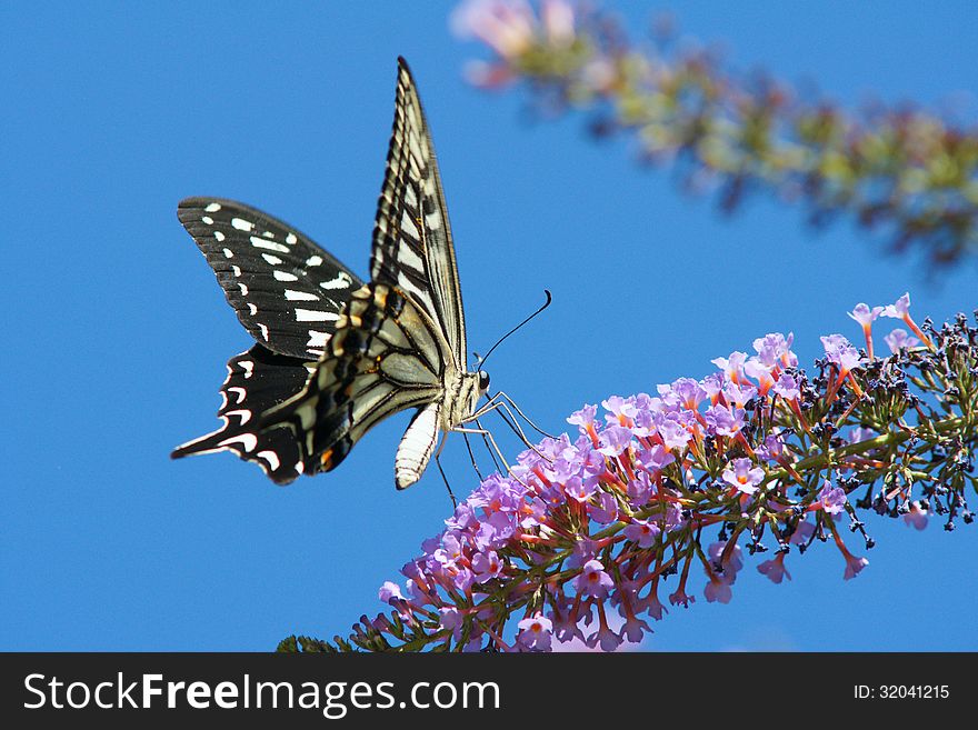 Butterfly