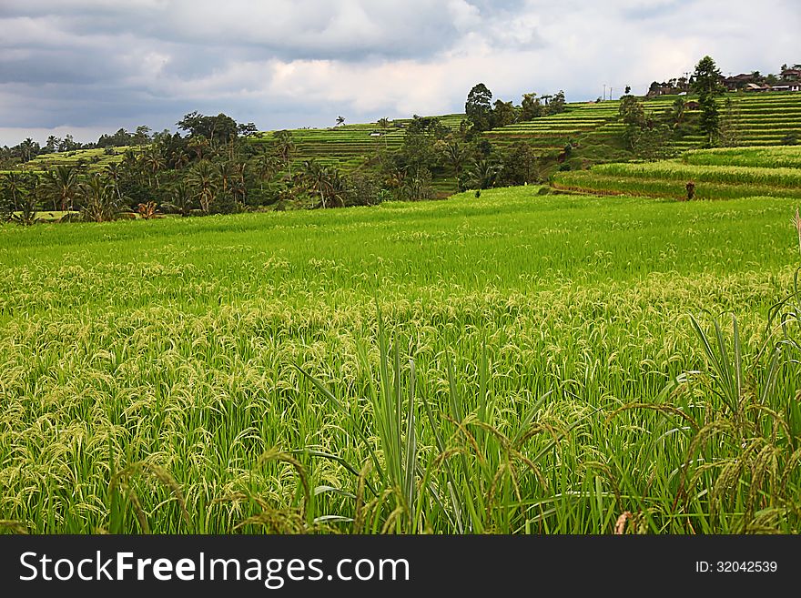 Padi field