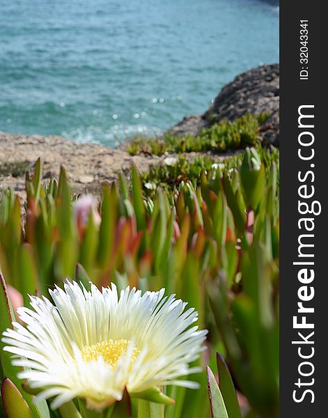 Withe flower on the sea shore closeup. Withe flower on the sea shore closeup