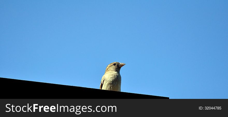 Bird - House Sparrow (Passer domesticus)