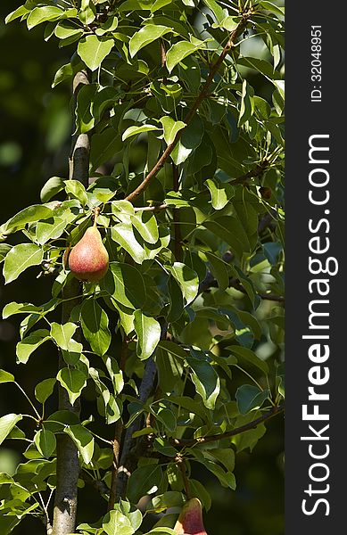 Pear on a tree in a garden in la spezia