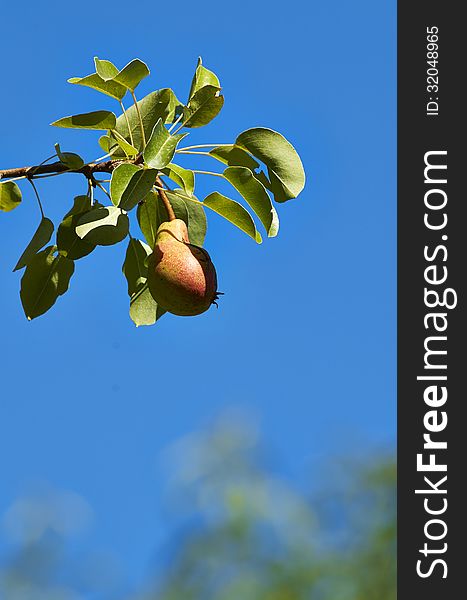Pear on a tree in a garden in la spezia