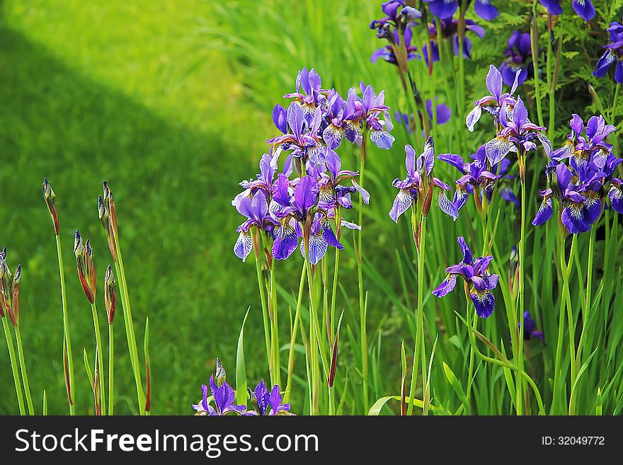 Iris,flower,beautiful flowers,cultivated flowers,flowers in the meadow,a walk in the Park,the irises are blooming