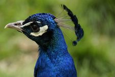 Portait Of A Beautiful Peacock Royalty Free Stock Image