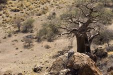 Baobab Tree With Nests Stock Image Baobab Tree With Nests Stock Image