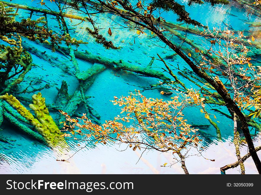 Trees inside a beautiful turkouise Five Flower Lake lake in Jiuzhaigou national park in Sichuan, China (protected under UNESCO). Trees inside a beautiful turkouise Five Flower Lake lake in Jiuzhaigou national park in Sichuan, China (protected under UNESCO)