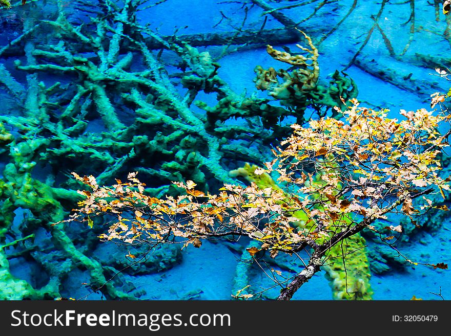 Trees inside a beautiful turkouise Five Flower Lake lake in Jiuzhaigou national park in Sichuan, China (protected under UNESCO). Trees inside a beautiful turkouise Five Flower Lake lake in Jiuzhaigou national park in Sichuan, China (protected under UNESCO)