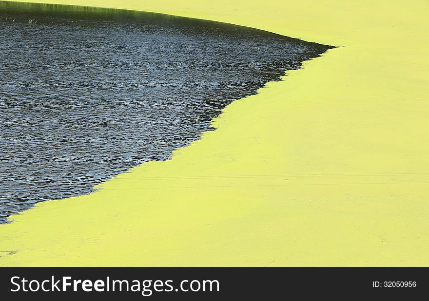 Background consisting of duckweed and dark water. Background consisting of duckweed and dark water