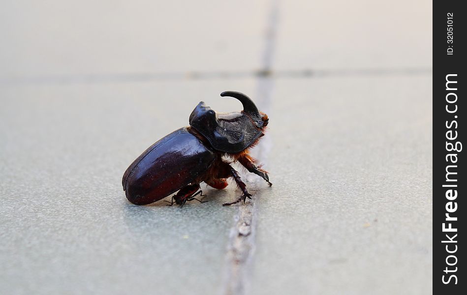 Oryctes Nasicornis - Rhinoceros Beetle