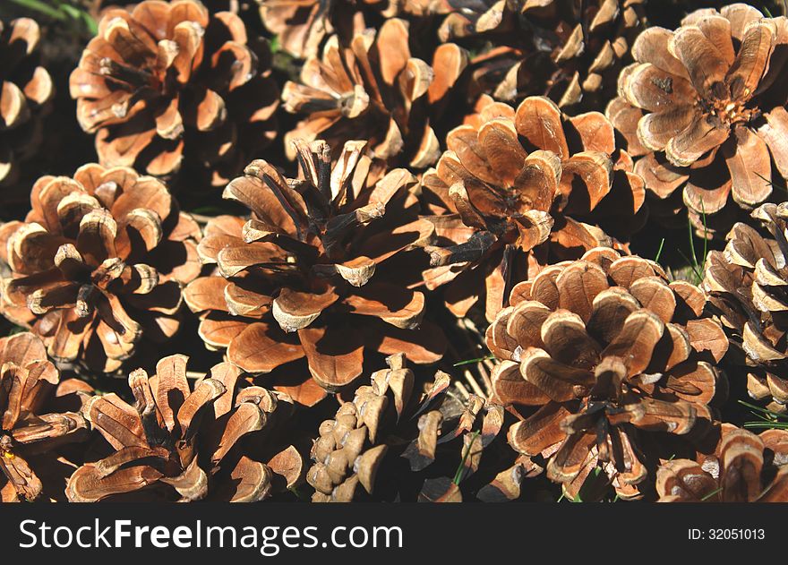 The Pine cone. Close -up. Macro. Backgraund.