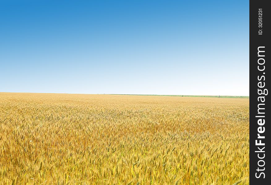 Golden Wheat Field Against The Sky