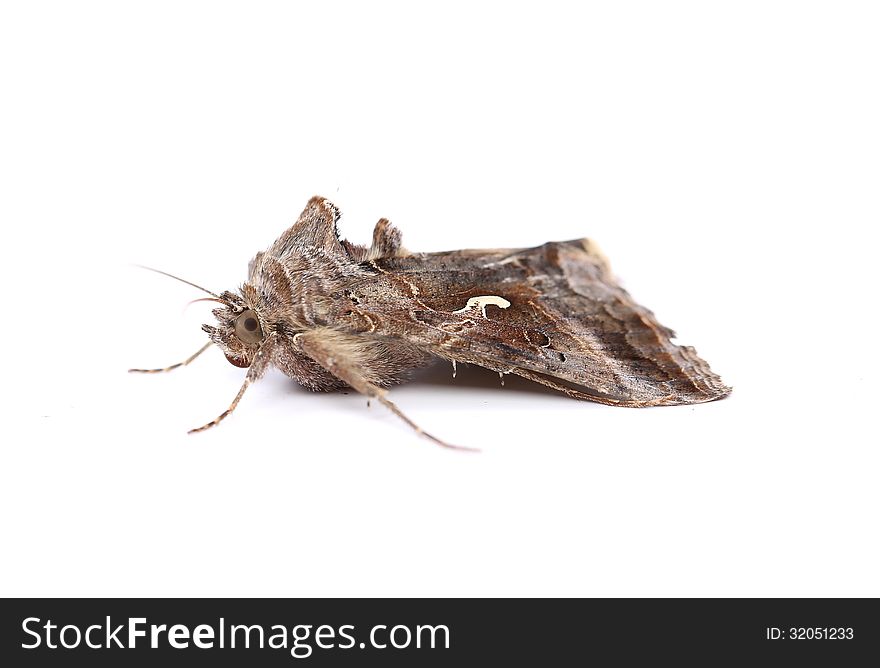 Close-up moth isolated on a white background