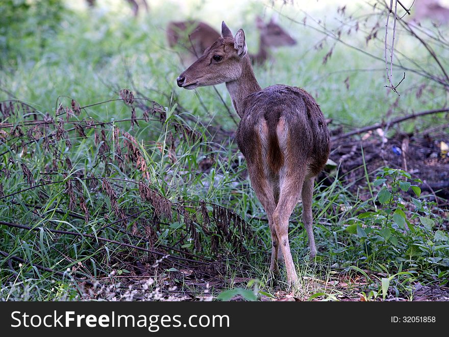 Deer living in the wild