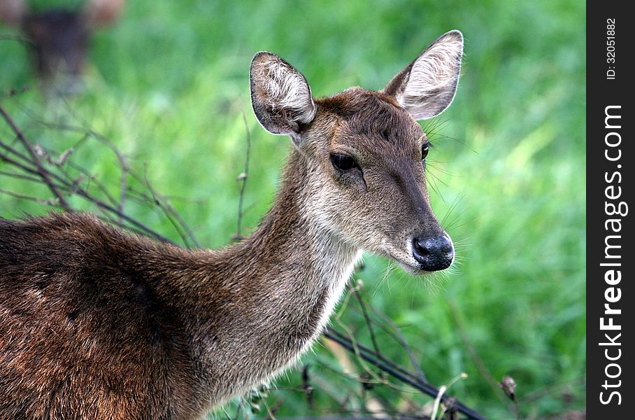 Deer living in the wild