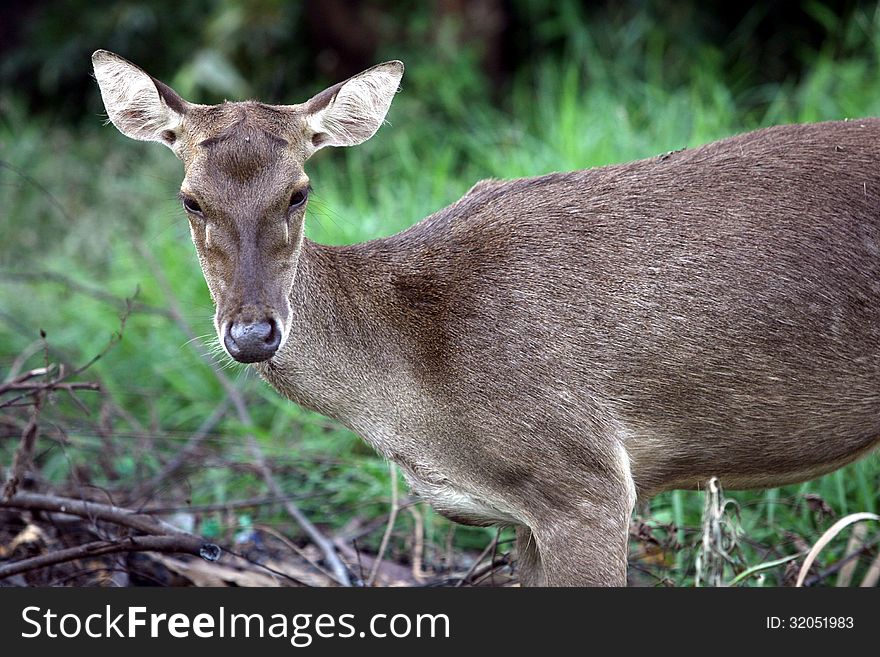 Deer living in the wild