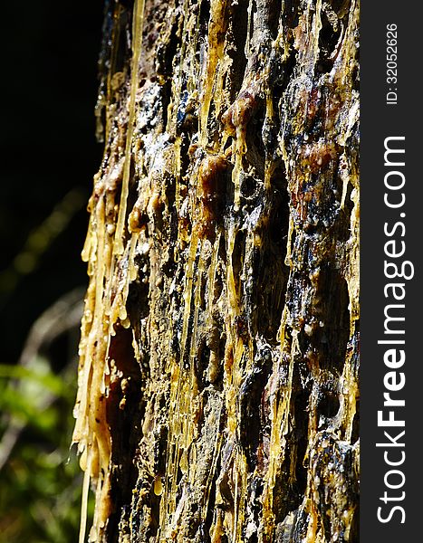 Pine resin on a pine in a garden in la spezia