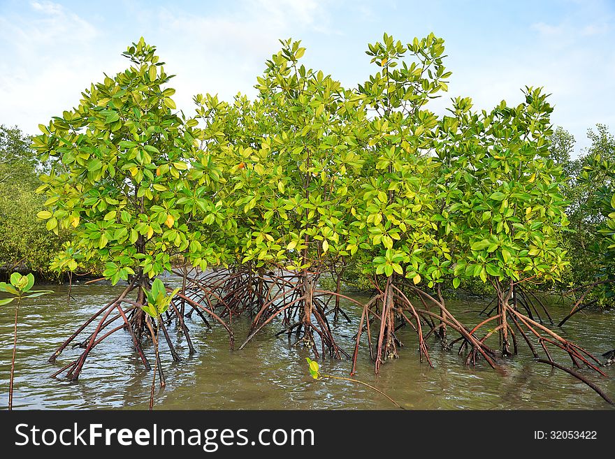 Mangrove plants growing in wetlands. A protective earth connection from the storm. And breeding animals.