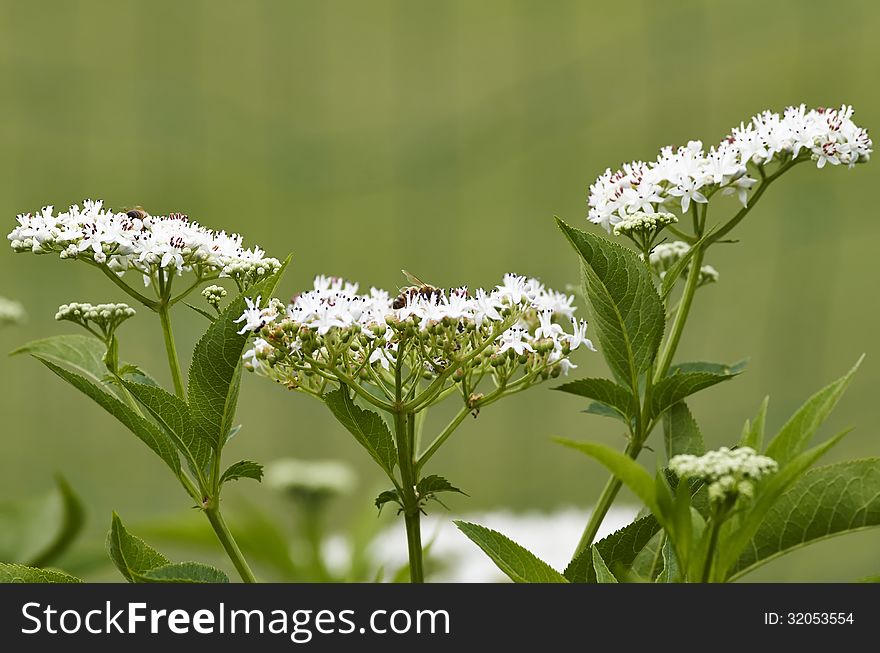 Sambucus