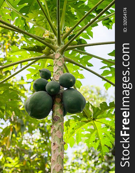 Green papaya tree in Sri Lanka