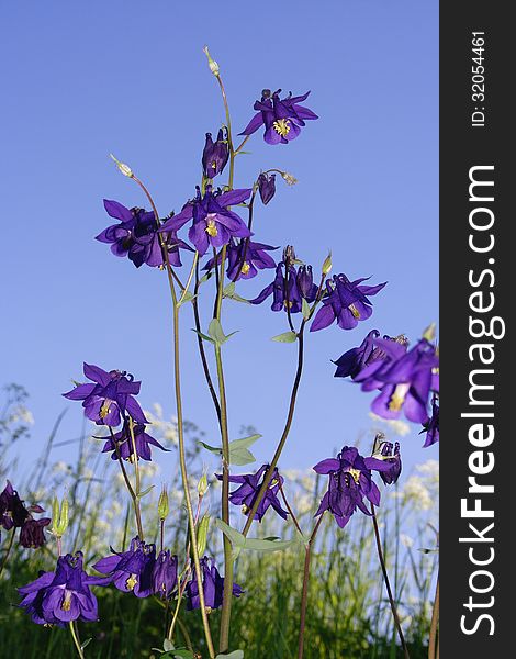 Blue flower on the blue sky in summer