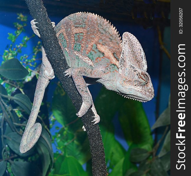 Animal chameleon sitting on a tree branch