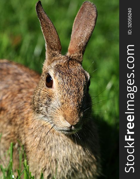Easter Cottontail Close Up Head Shot