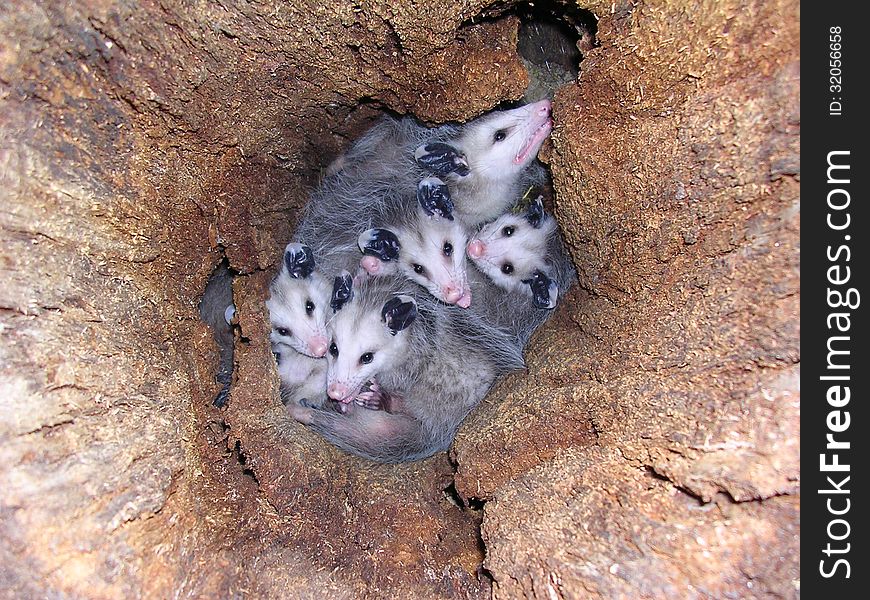 Group Of Young Opossums In Log