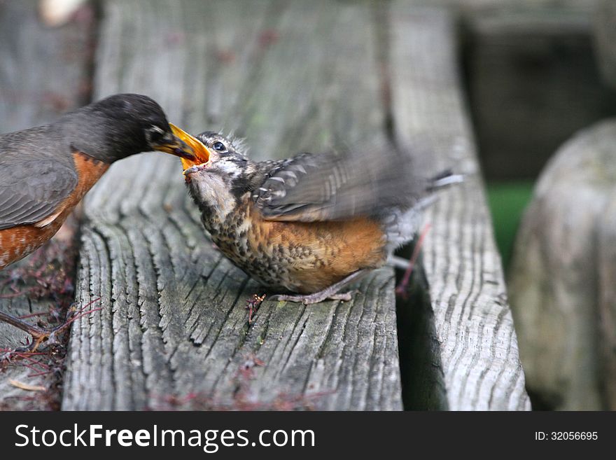 This parent Robin was feeding its young right outside my kitchen window. This parent Robin was feeding its young right outside my kitchen window.