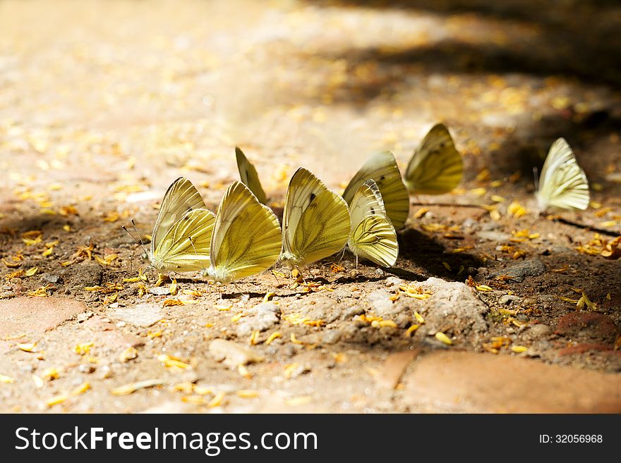 beautiful butterflies-beauty in nature