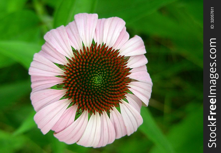 Very new, just bloomed purple cone flower in pristine condition. Delicate pink and beautiful. Very new, just bloomed purple cone flower in pristine condition. Delicate pink and beautiful.