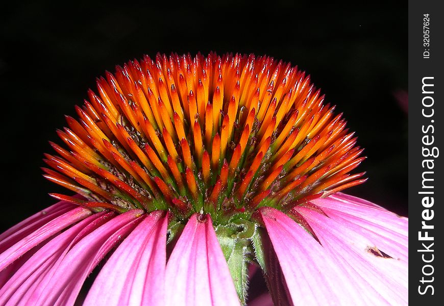 The very top of a purple cone flower is a great photo subject from the top or side view. The very top of a purple cone flower is a great photo subject from the top or side view.