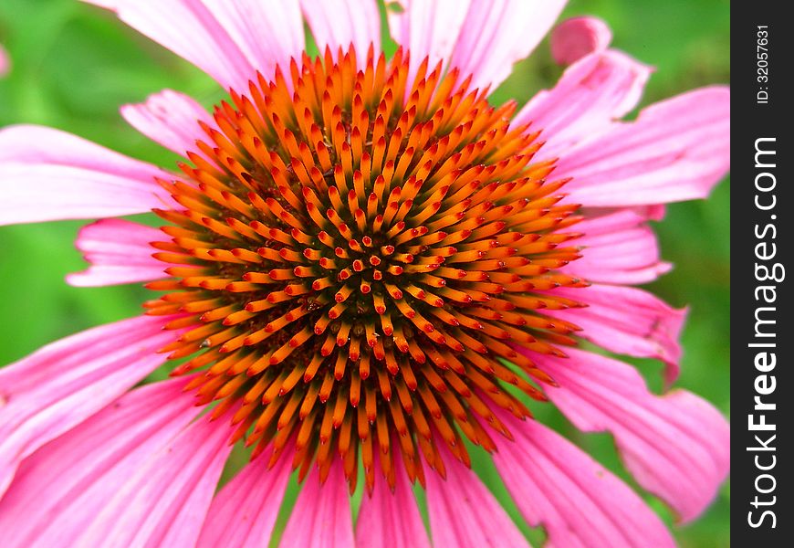 Vibrant Purple Cone Flower Top View