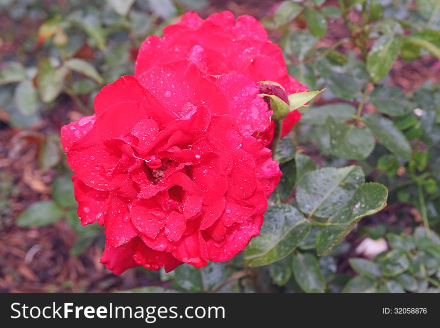 A brilliant red rose photographed after the rain - with some drops that are remaining and some that are falling from the petals. Photo taken on June 29, 2013. A brilliant red rose photographed after the rain - with some drops that are remaining and some that are falling from the petals. Photo taken on June 29, 2013
