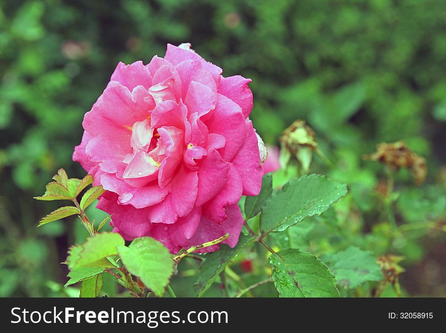 A pink rose, on a bush, that were photographed after the rain - with some drops that are remaining and some that are falling from the petals. Photo taken on June 29, 2013. A pink rose, on a bush, that were photographed after the rain - with some drops that are remaining and some that are falling from the petals. Photo taken on June 29, 2013